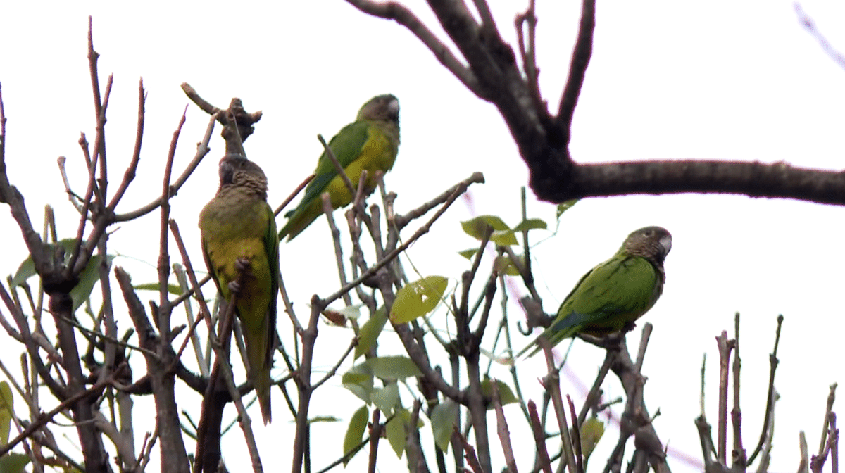 Los pericos reales que habitan la Avenida Oriental de Medellín