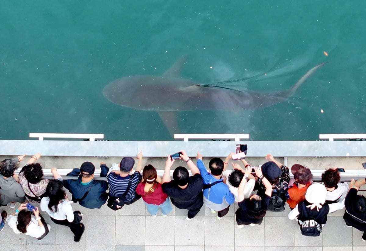 Un tiburón desorientado se convierte en celebridad en Corea del Sur