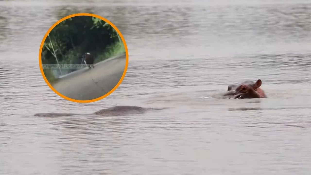 ¡Qué susto! Hipopótamo fue grabado persiguiendo un vehículo en zona rural de Puerto Triunfo
