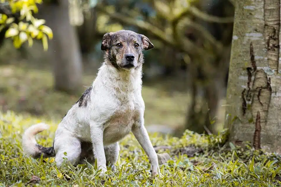 Adopción de mascotas este fin de semana se toma el canal telemedellín