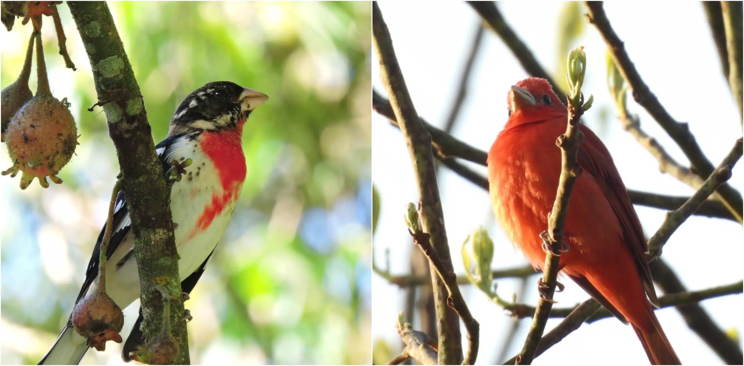 Así puede participar de los avistamientos de aves por estos días en Medellín con un festival