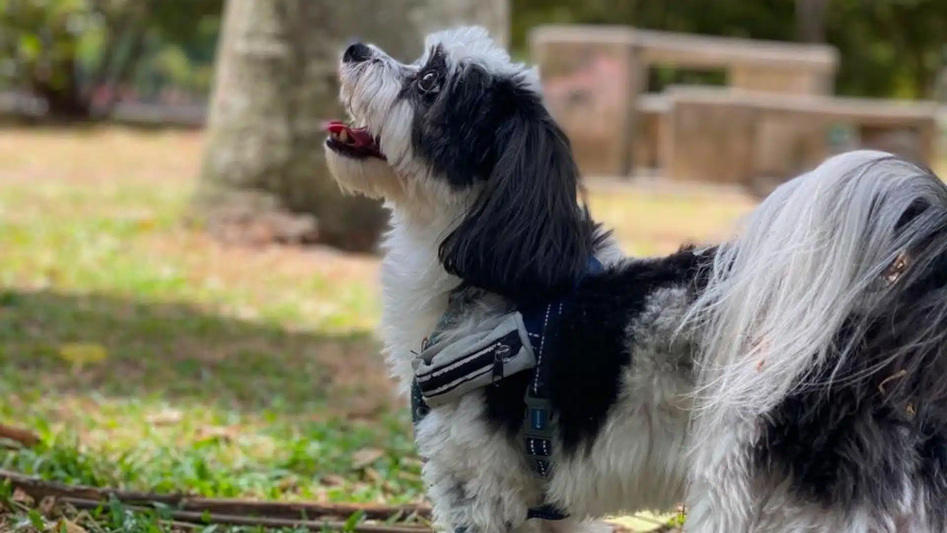 Buscan a Apolo, perrito extraviado en Copacabana