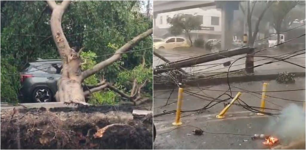 Caída de árbol en Guayabal causa daños significativos tras aguacero