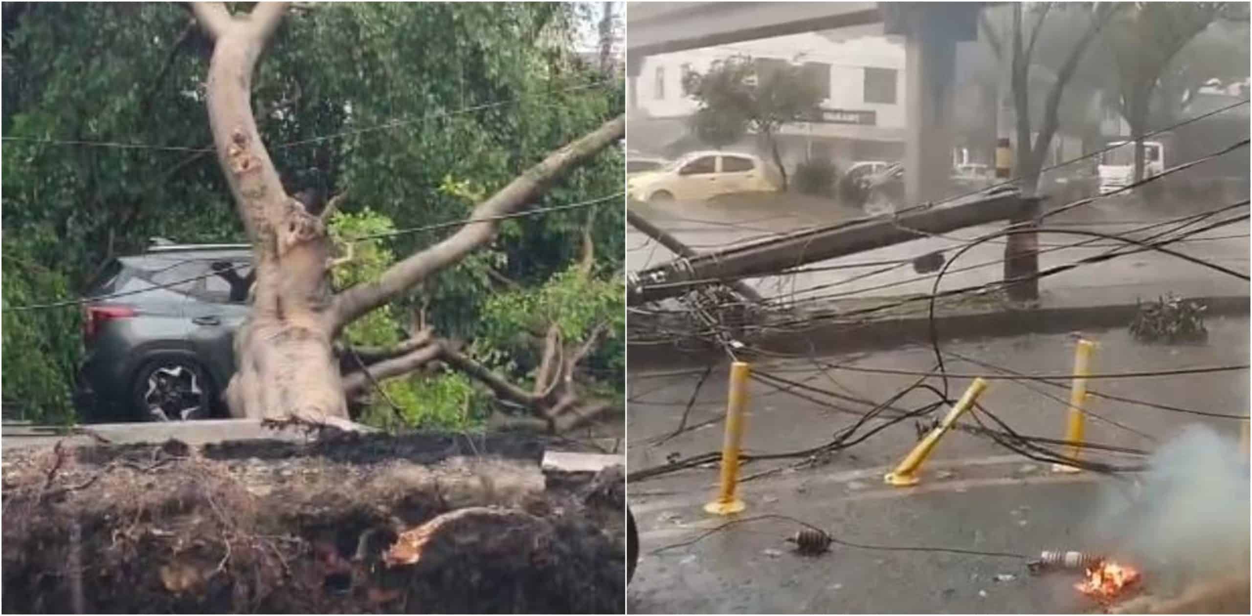Caída de un árbol en Guayabal por el aguacero provoca daño en las aceras y los postes de energía
