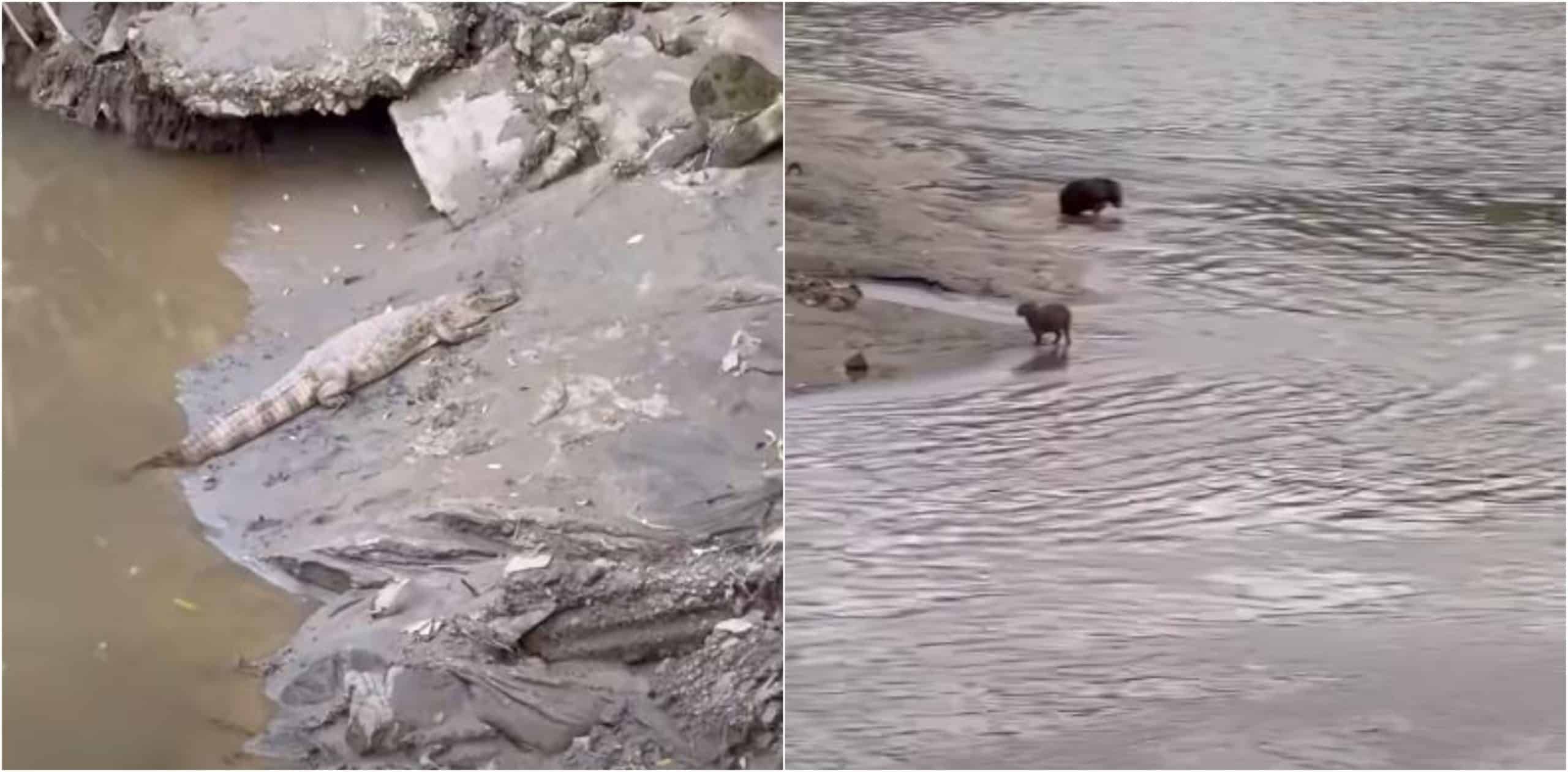 Caimanes y capibaras en importante río de Antioquia? Así fue el avistamiento