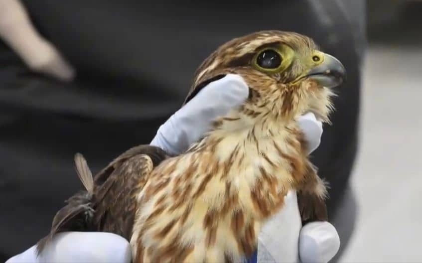 Comienza la temporada de aves migratorias en el Valle de Aburrá y así puede avistarlas