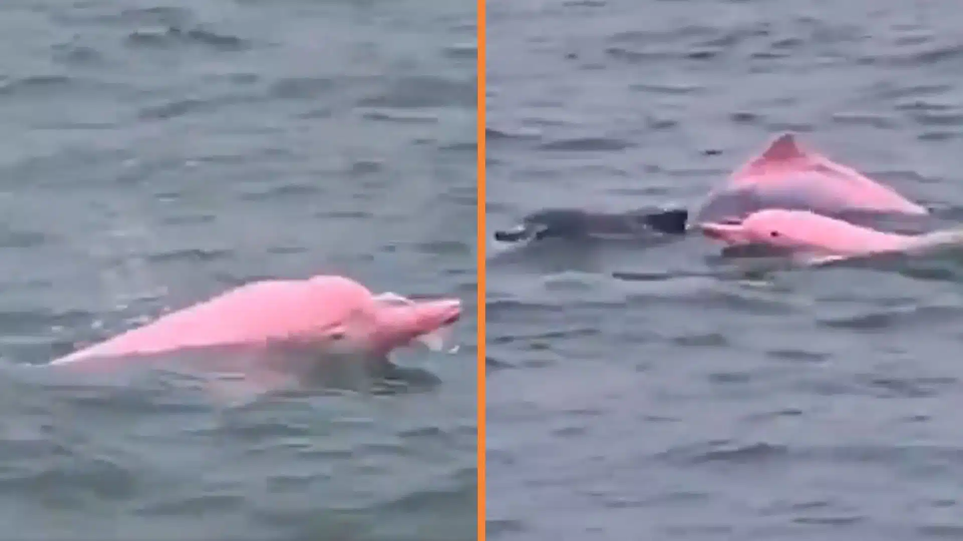 ¡De película! Delfines rosados aparecieron en Medio Oriente y sorprenden a todos