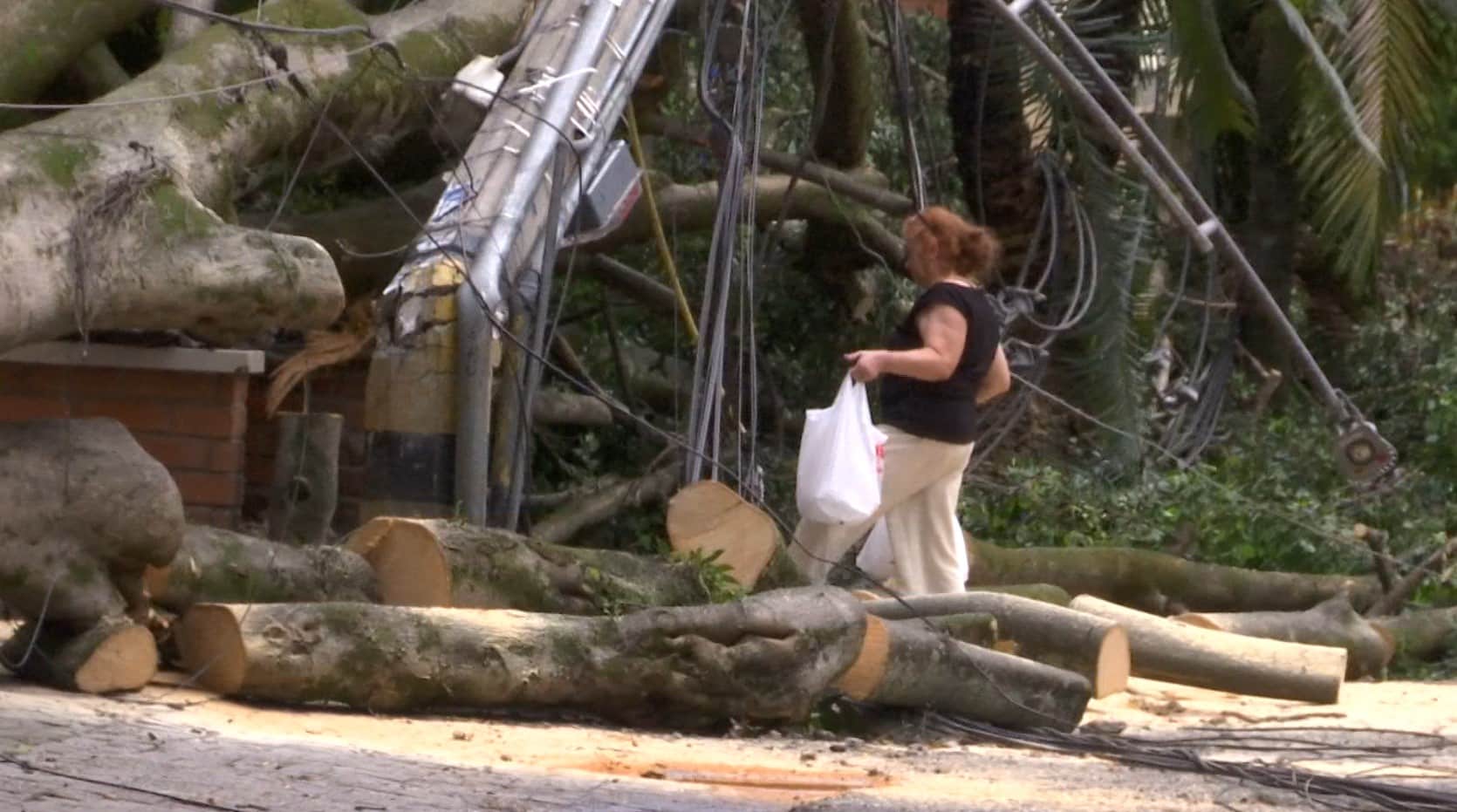 Caída de árbol y postes en La Castellana deja a residentes sin luz
