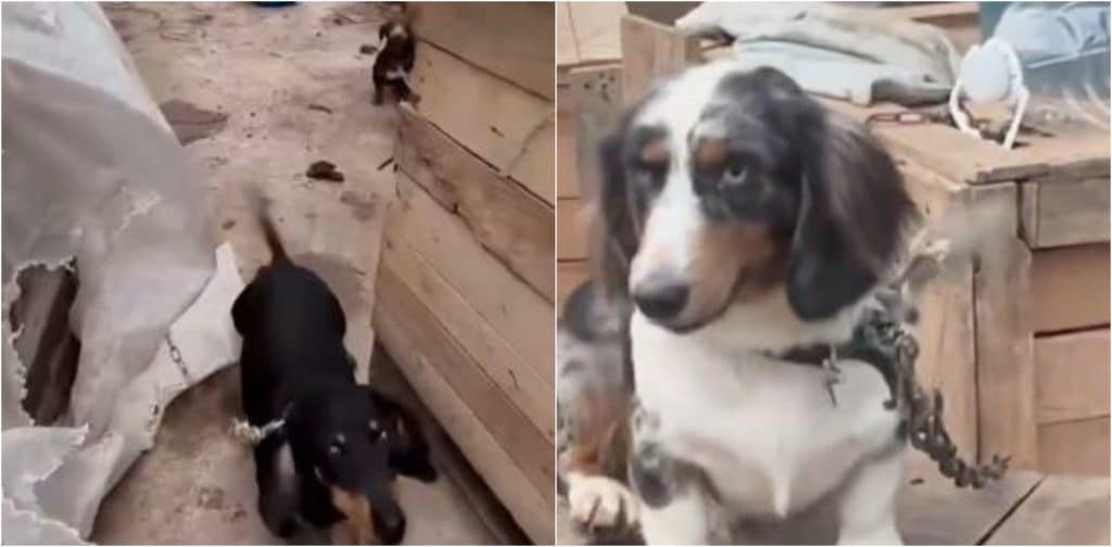 Rescate de animales en criadero ilegal en Guatapé