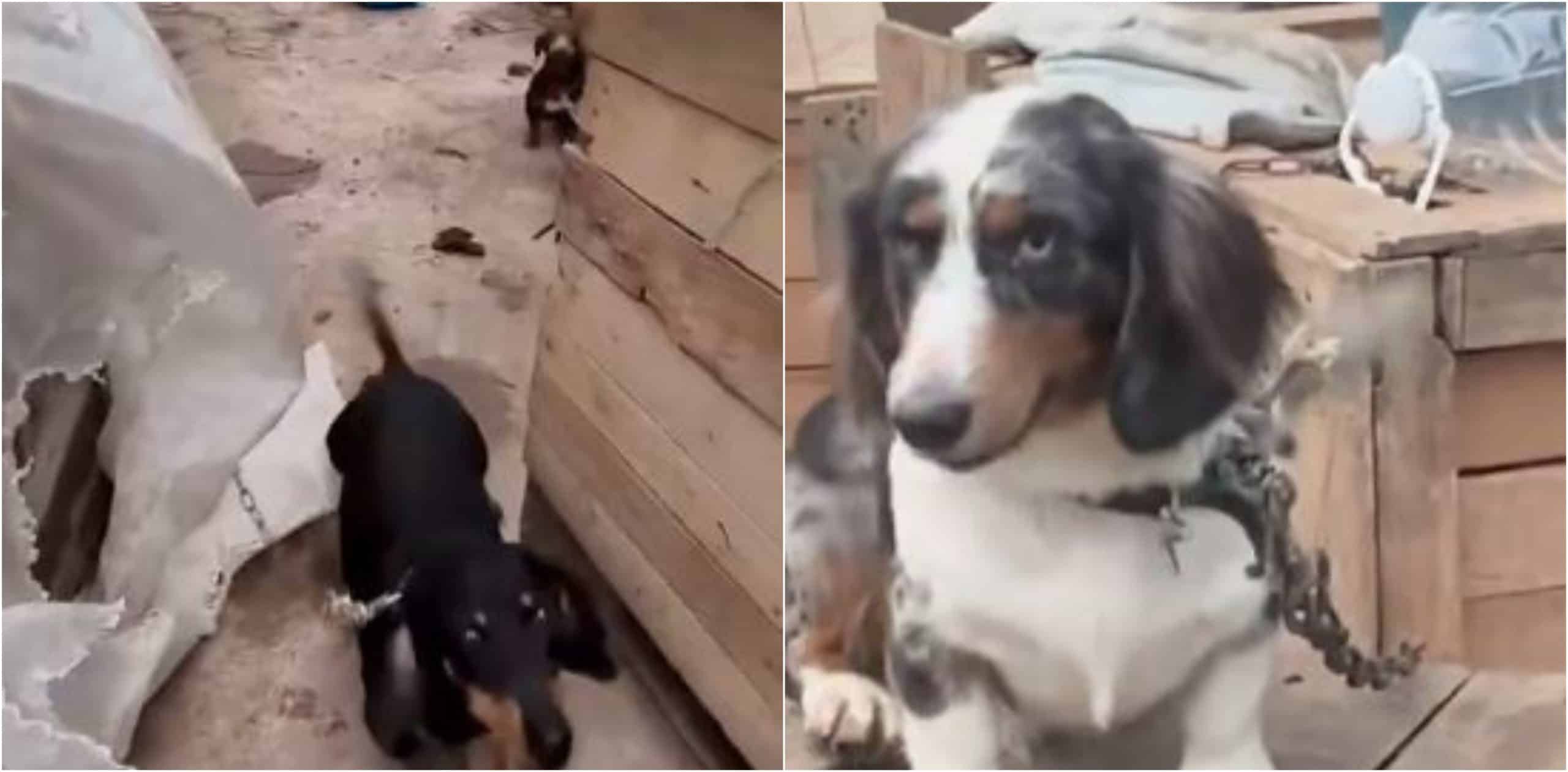 Encuentran criadero ilegal de mascotas que presentaban graves condiciones de salud en Guatapé