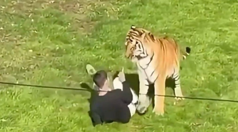 Hombre murió tras ingresar al hábitat de los tigres en zoológico de Reino Unido