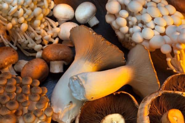 Hongos funcionales_ beneficios y cómo consumirlos