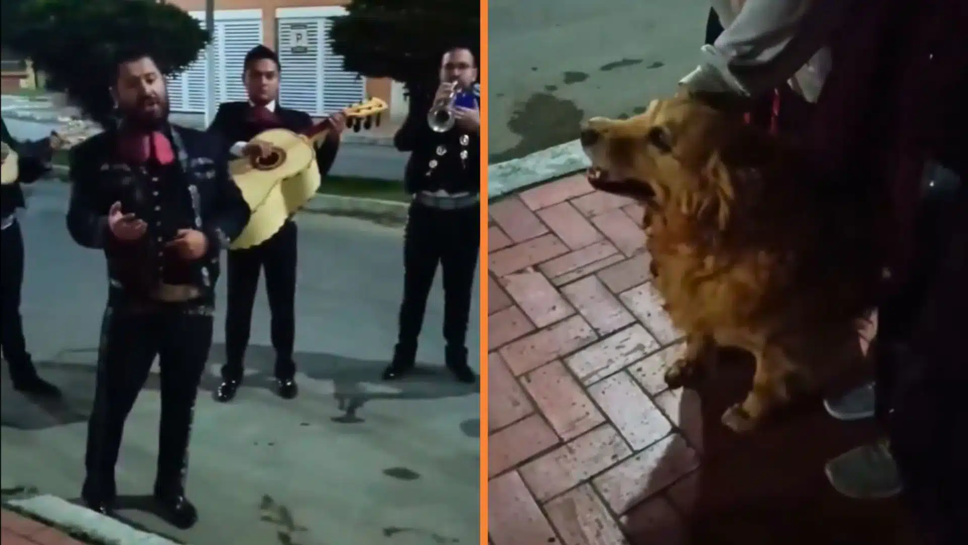 Imposible no llorar: mariachis cantaron 'Amor Eterno' a una perrita antes de que recibiera la eutanasia
