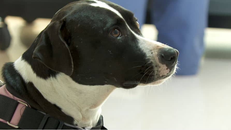 La perrita de la Clínica Las Américas que ayuda a sus pacientes a llevar sus tratamientos