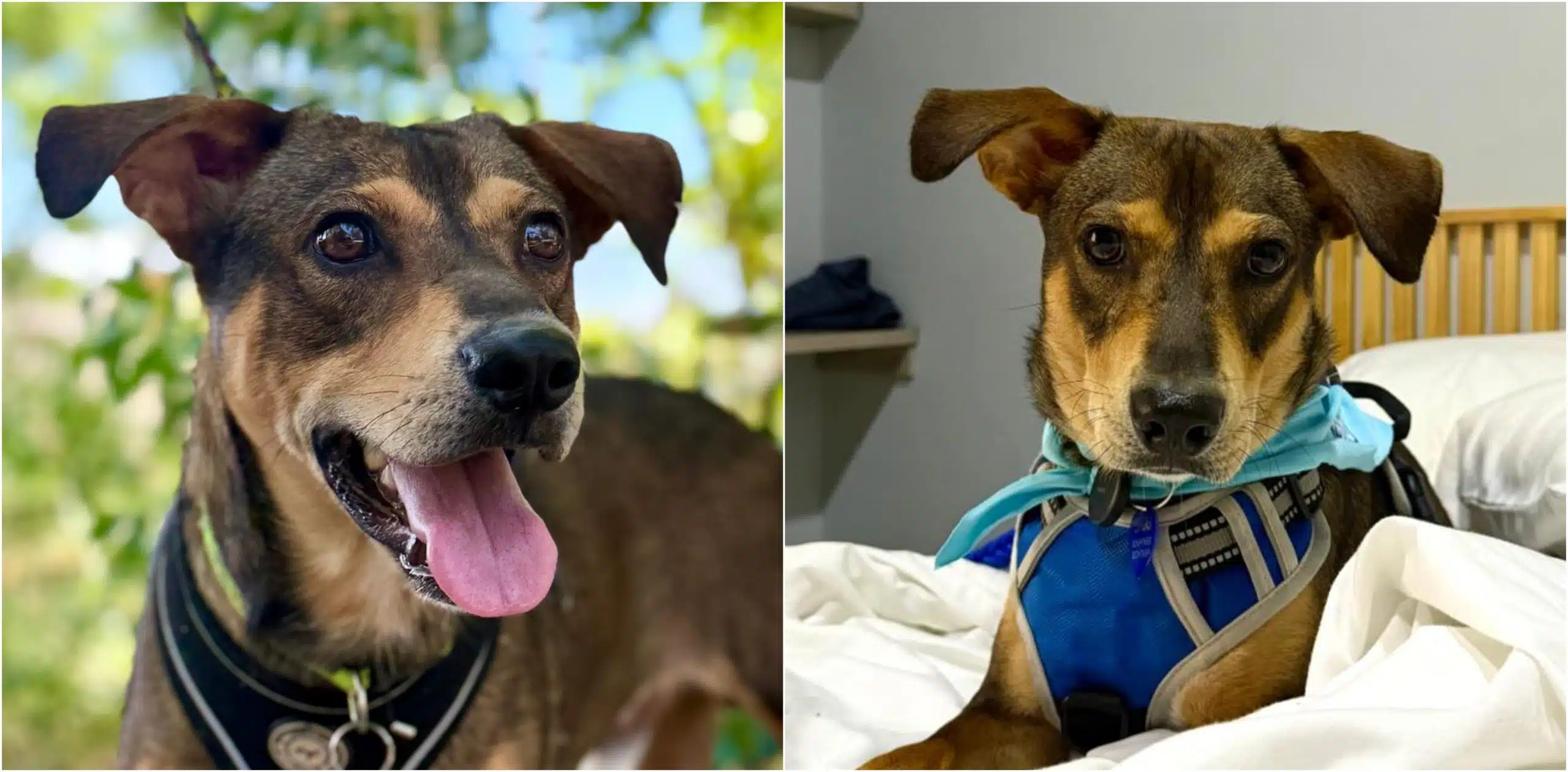 Perrito rescatado en Cúcuta llegó a Medellín en busca de un hogar donde lo amen y lo cuiden como se merece