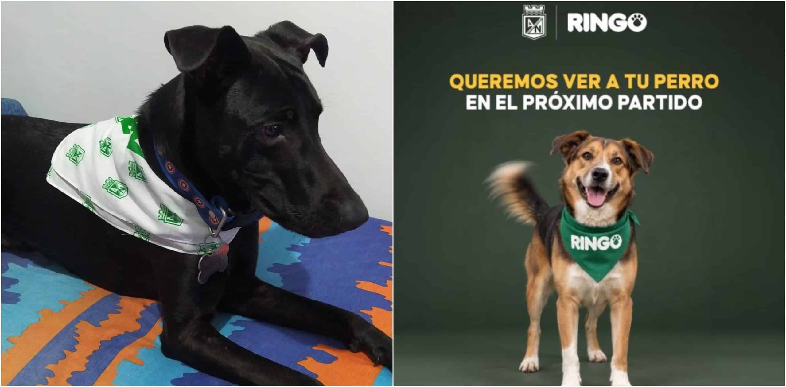 Quiere que su perro se vea en el clásico paisa Esto es lo que debe hacer