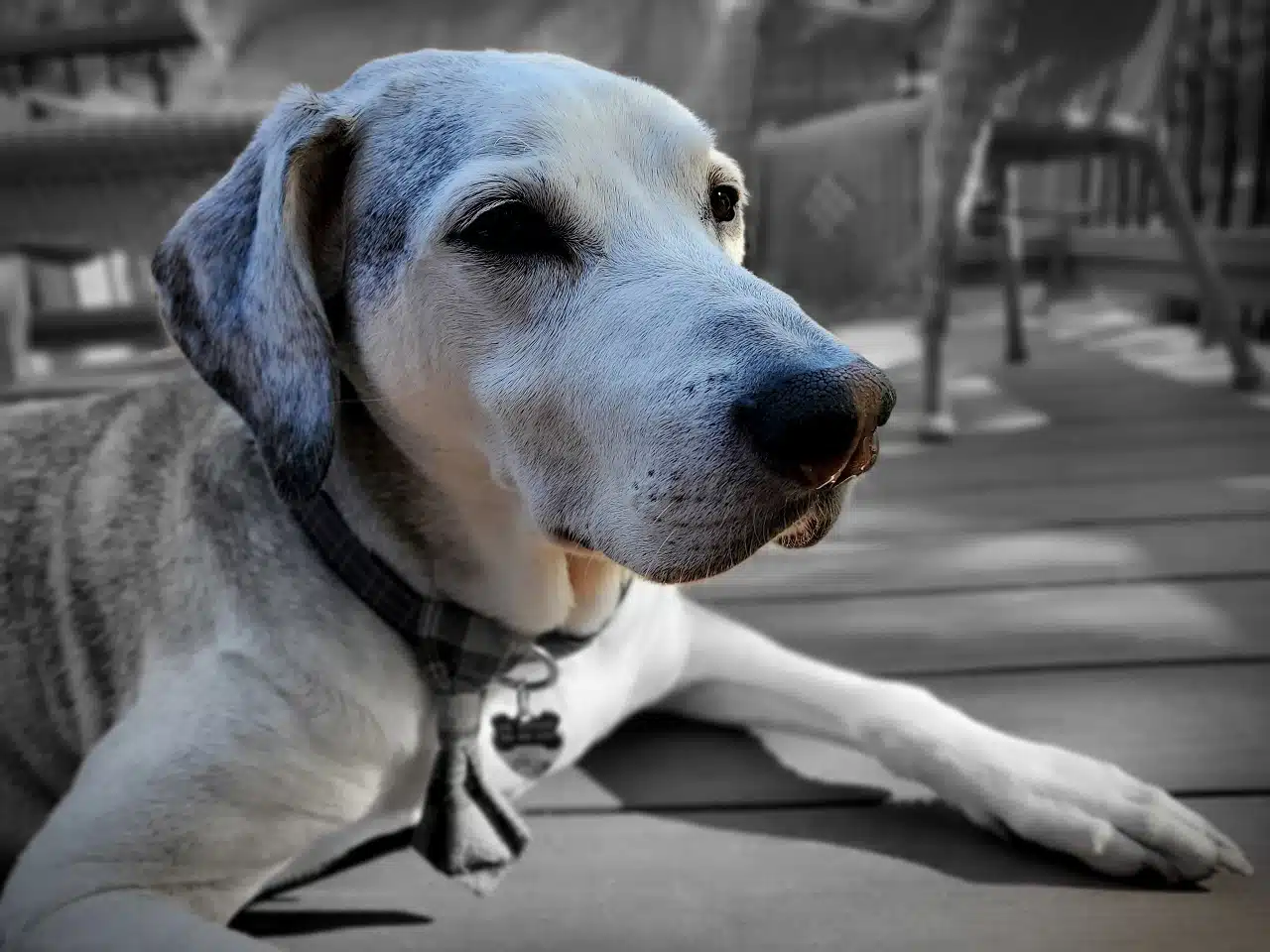 Corte Constitucional prohíbe sacrificar animales por vejez extrema: la edad no justifica su muerte