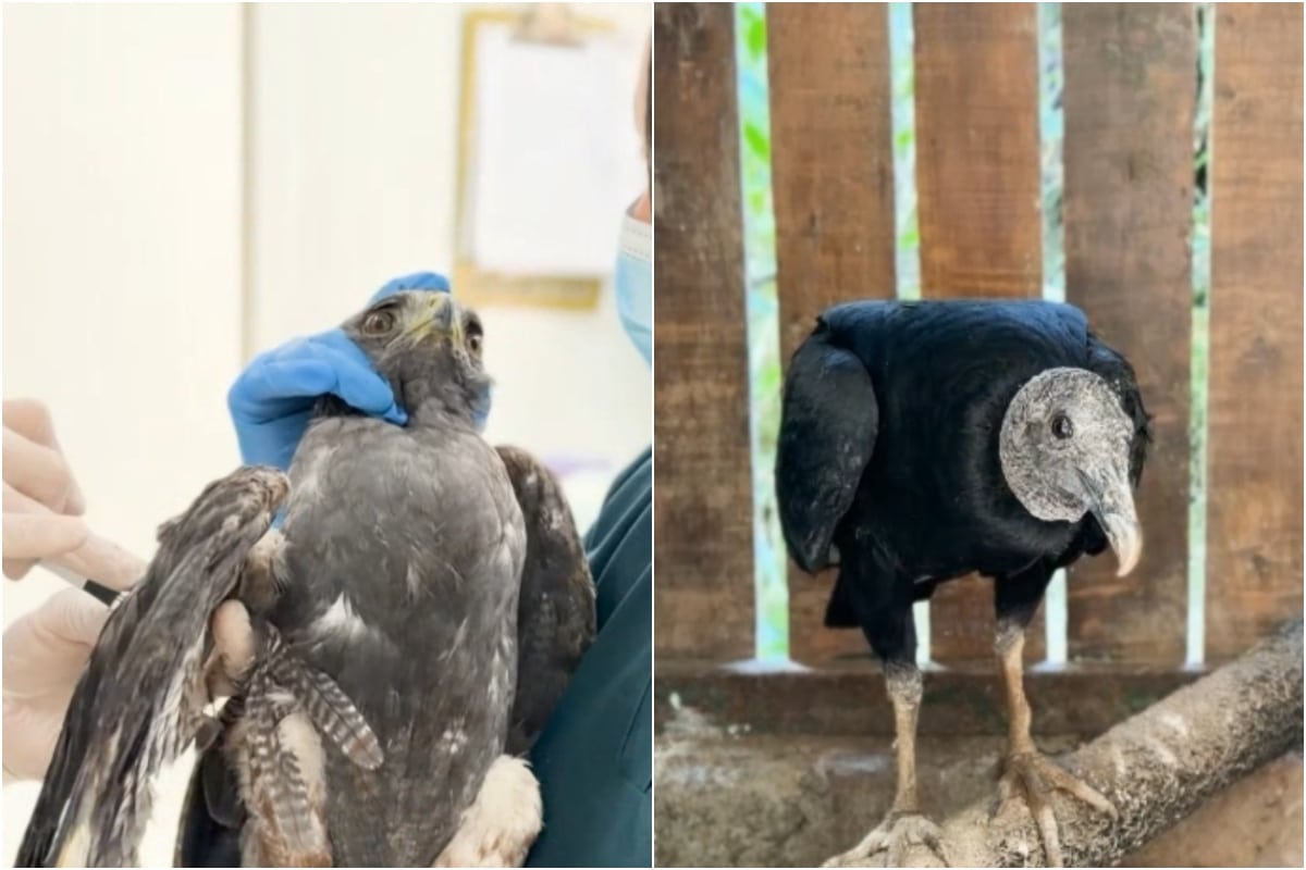 Autoridades ambientales buscan salvar a dos aves atacadas a tiros en el Oriente antioqueño