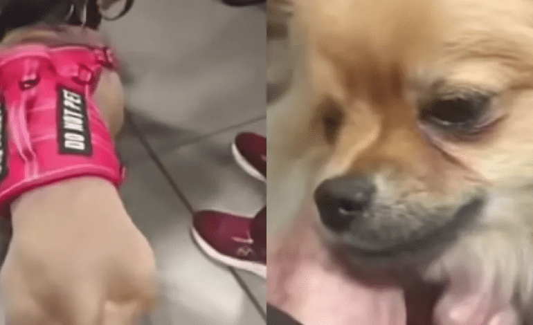 Indignación por perros abandonados por sus dueños en el aeropuerto El Dorado: 