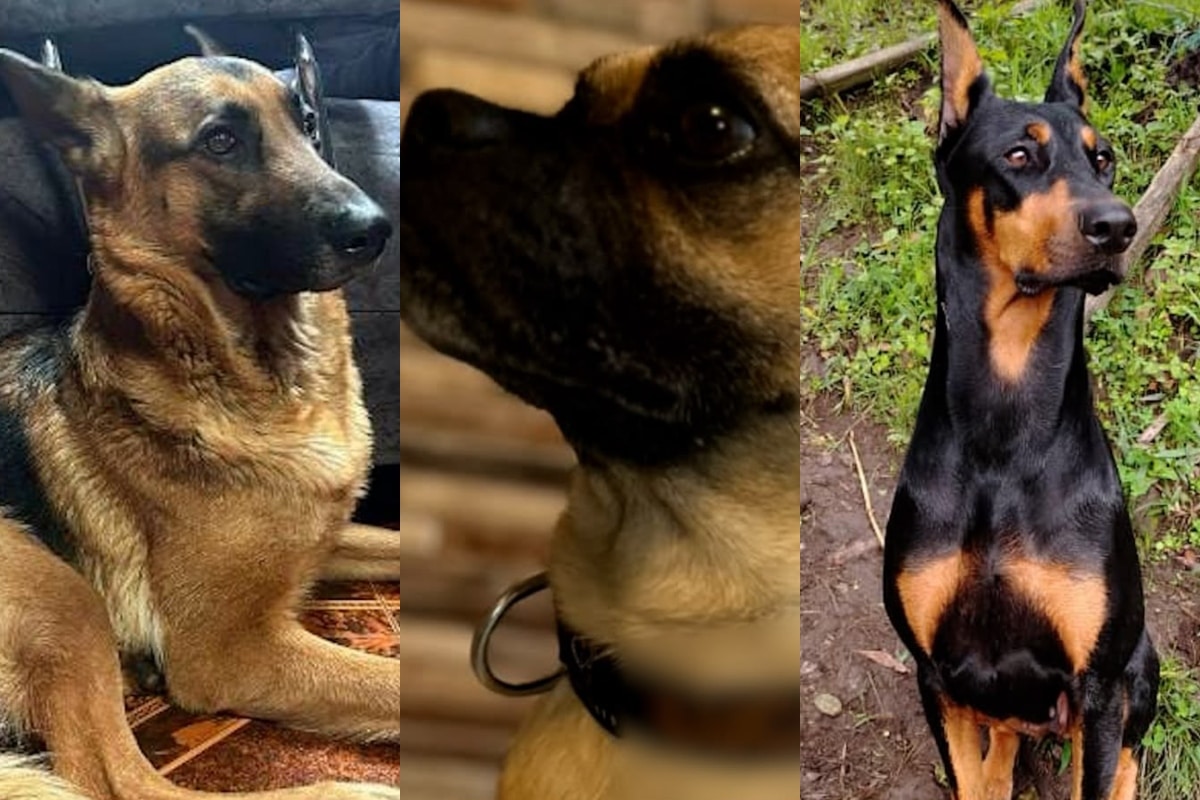 Fiscalía logra dos condenas y una imputación por casos de maltrato animal en Bogotá, Antioquia y Cundinamarca
