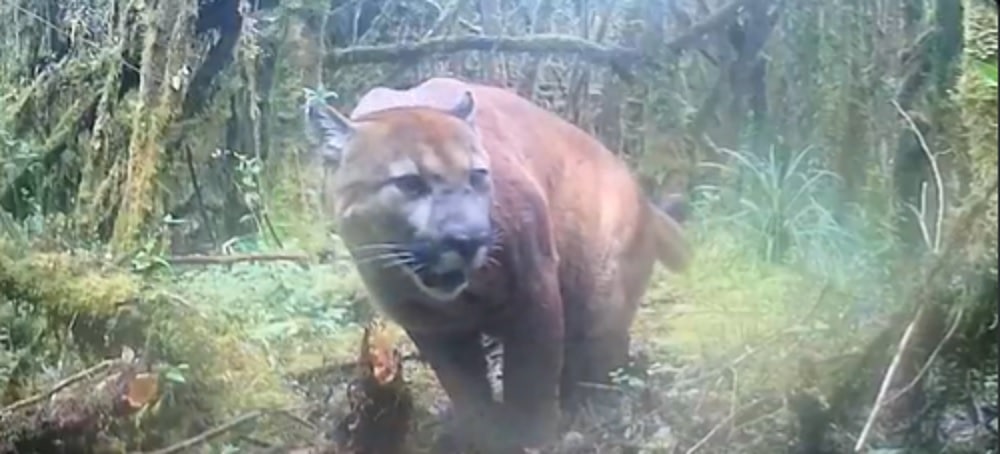 ¡Espectacular! Cámara trampa registra un puma en reserva natural