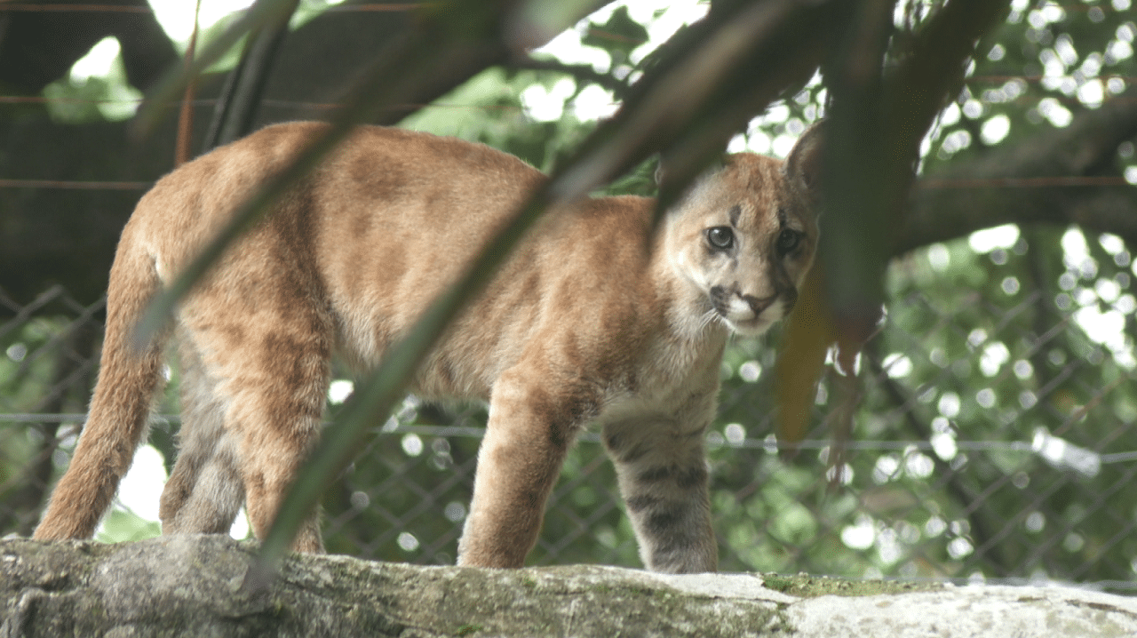 Puma cachorro sobrevivió a un ataque de perros y fue rescatado por Corantioquia
