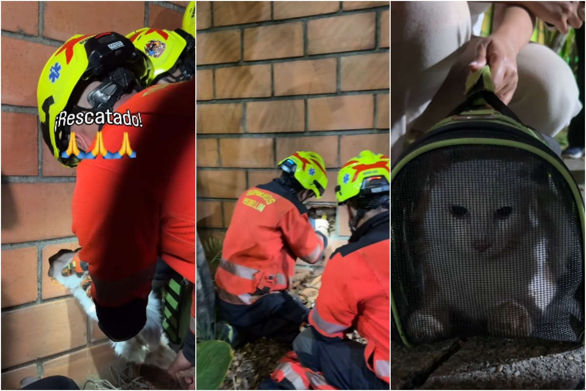 Bomberos de Medellín realizan un rescate heroico de un gatito atrapado entre muros