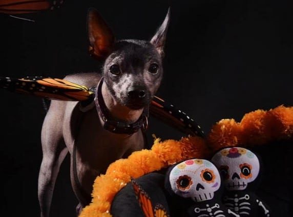 xoloitzcuintle difrazado con alas 2026